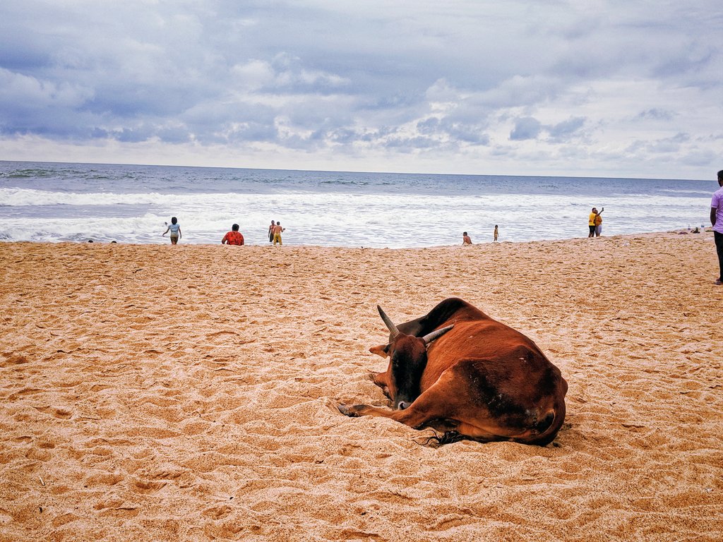 Cows on the baga beach: only in India: strange things about Goa