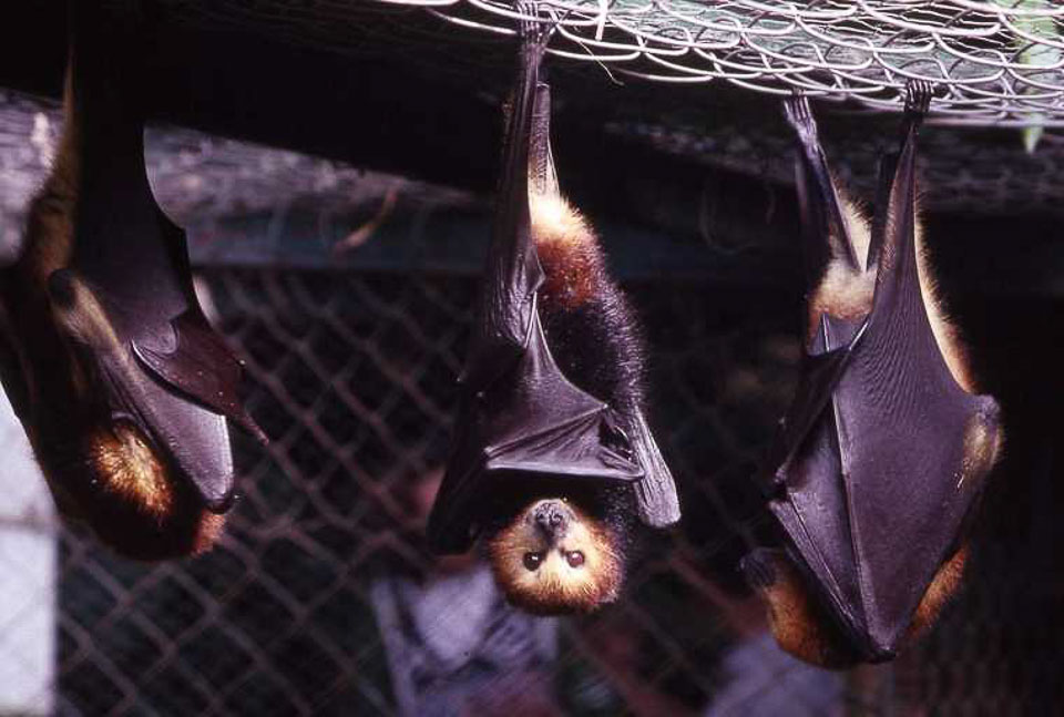 Fruit bats of Mauritius