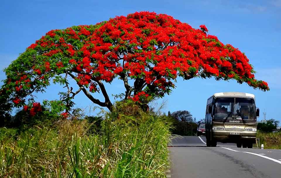 flame tree of Mauritius