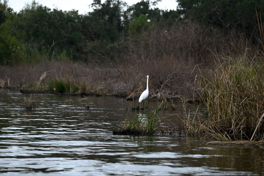 NOLA Swamp Tour