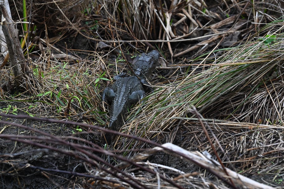 Things to do in New Orleans swamp tour