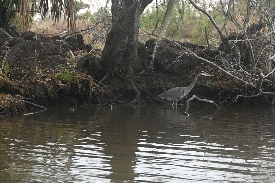 NOLA Swamp Tour